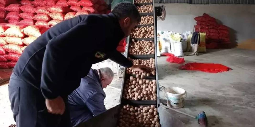 Devlet bedelsiz kiraya verdi köylünün ata mesleği oldu! Yıllardır imece usulü üretiliyor: Kilosunu 310 TL’ye satıyorlar 7